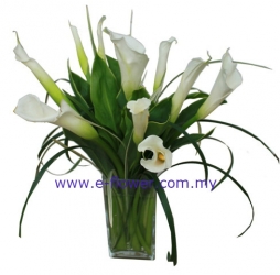 Elegant Calla